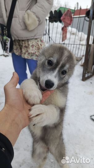 Щенок Хаски 4 месяца девочка