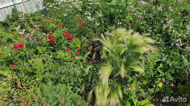 Ячмень гривастый - многолетник декоративный