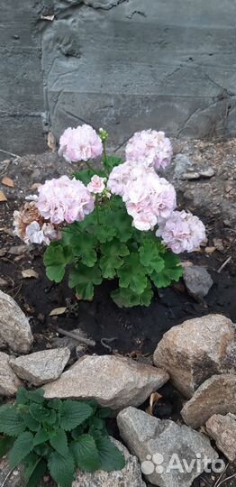 Пеларгония