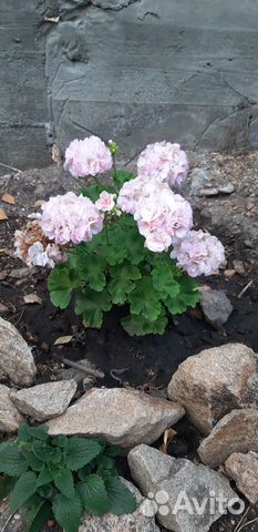 Пеларгония