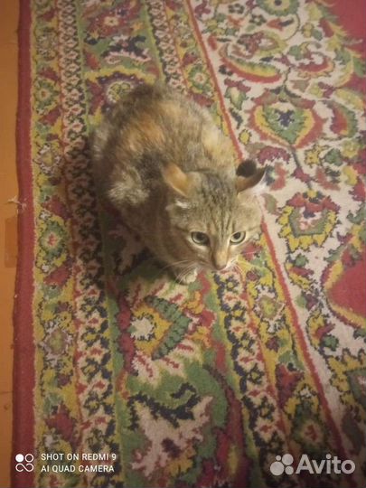 Отдам бесплатно в добрые руки кошку