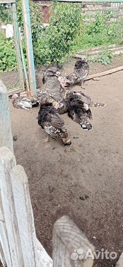 Перья для творчества (индюк)