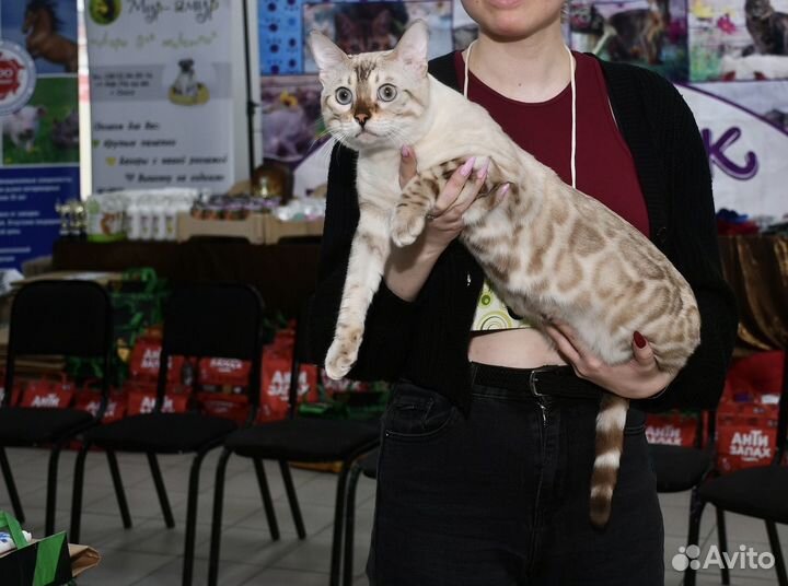 Бенгальский кот вязка