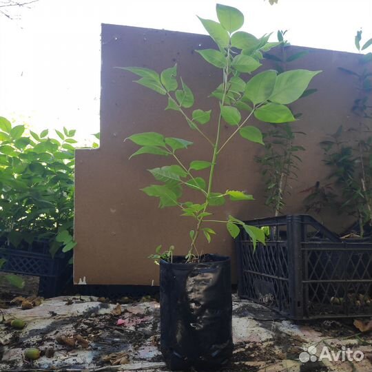 Эводия Даниэля, Пчелиное дерево, саженцы зкс