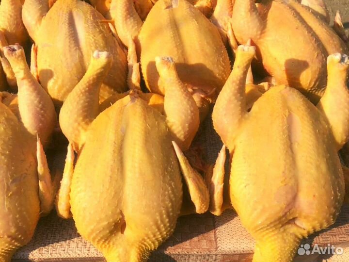 Куры домашние