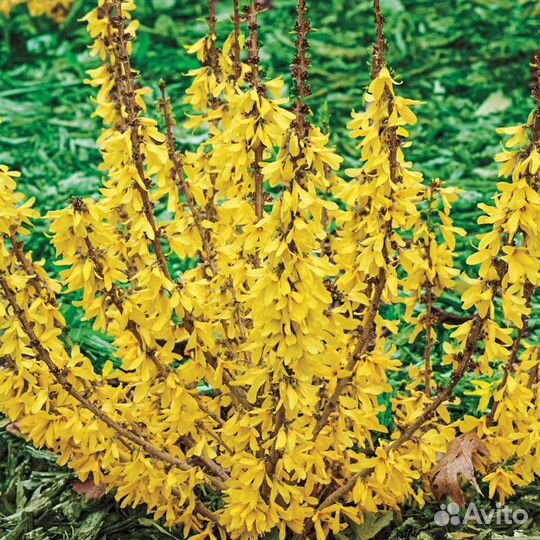 Кустарники садовые