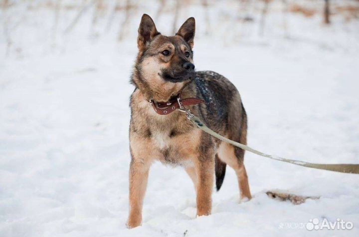 Собака в добрые руки отдам бесплатно