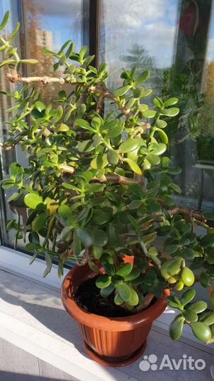 Толстянка/ денежное дерево/ бонсай
