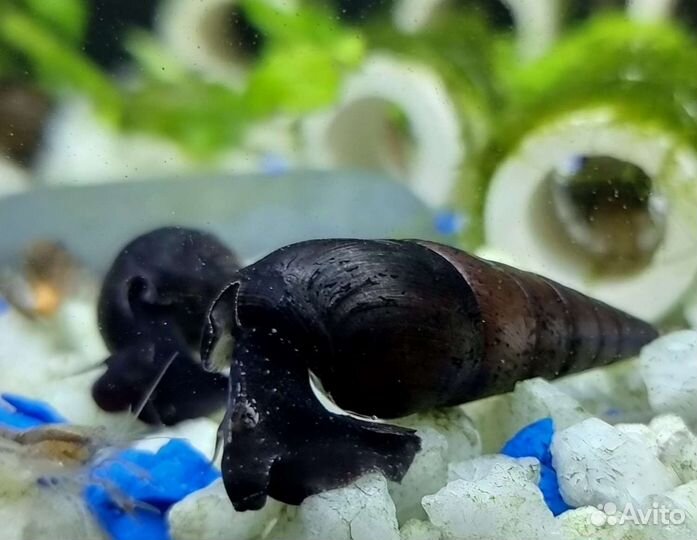 Улитка Шип дьявола