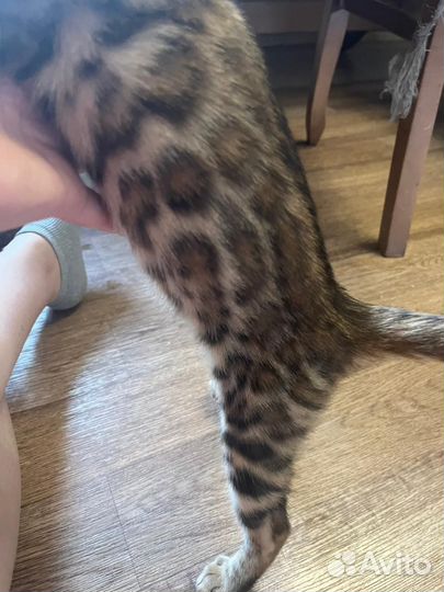 Бенгальские котята
