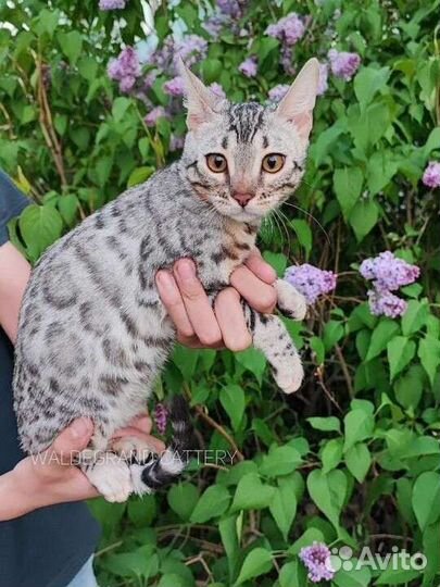 Бенгальские котята серебро из питомника