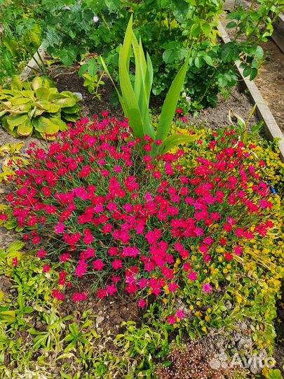 Почвопокровники