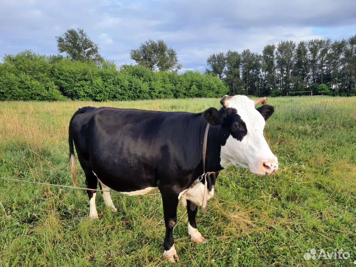 Корова дойная стельная, телка