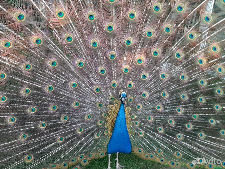 Продам пару взрослых павлинов