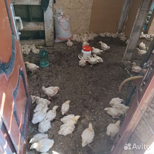 Мясо домашней курицы