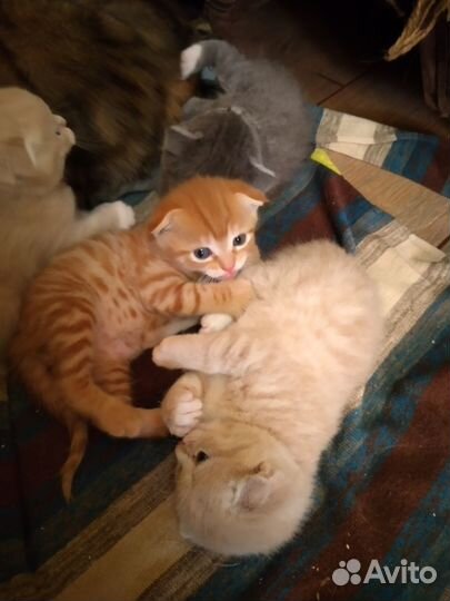 Очаровательные шотландики