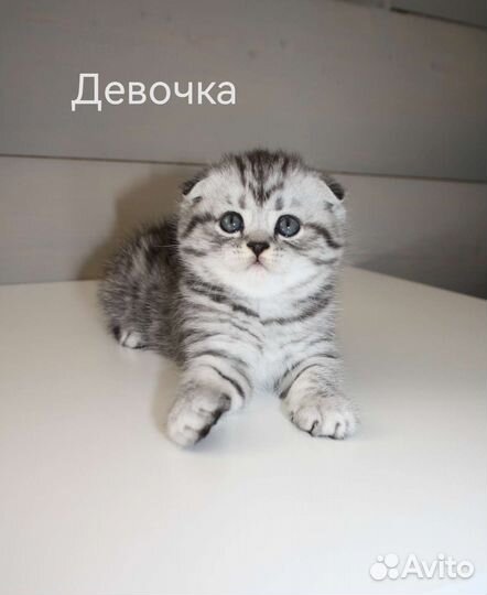 Шотландские вислоухие котята