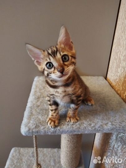 Бенгальский котенок