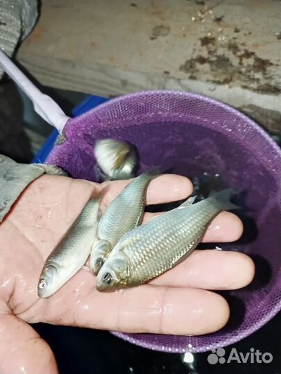 Зимняя рыбалка