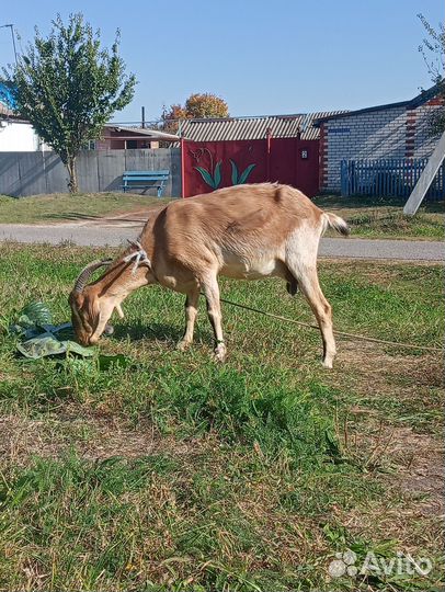 Нубийские козы