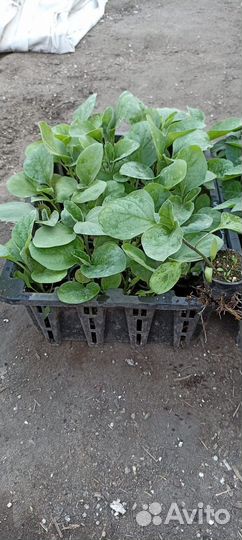 Рассада томатов,перца,баклажанов