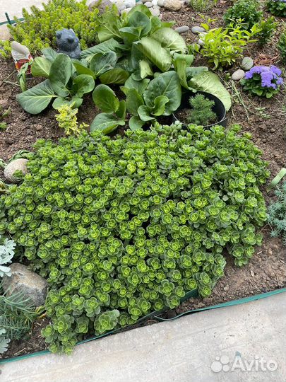 Многолетние садовые растения