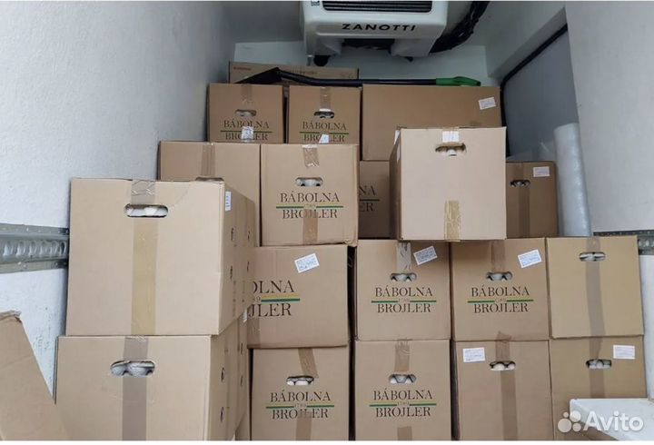 Инкубационное яйцо в ассортименте в розницу