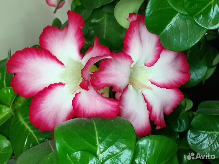 Укорененный черенок Миниадениума