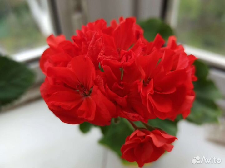 Пеларгония герань красная