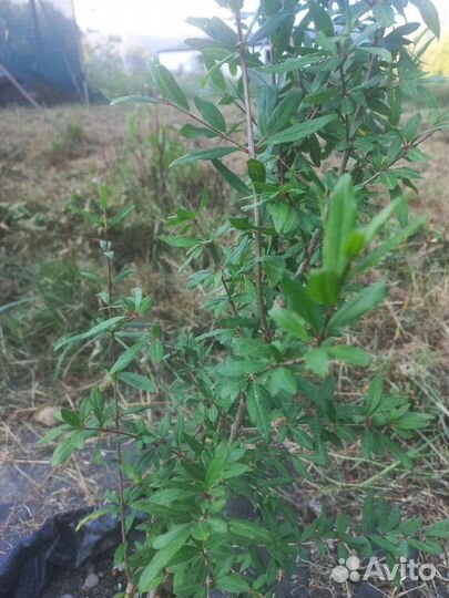 Саженцы граната, 3 года, Ахмар/Крымский полосатый