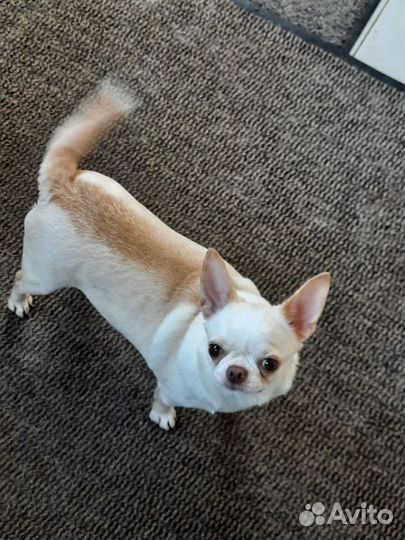 Взрослая девочка чихуахуа