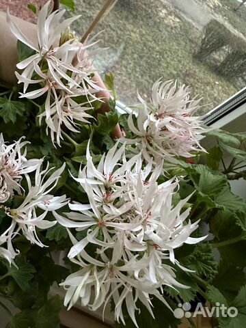 Пеларгония герань сортовая