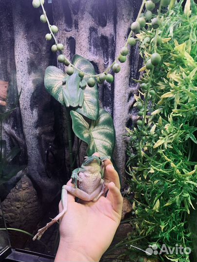 Передержка Отель для рептилий