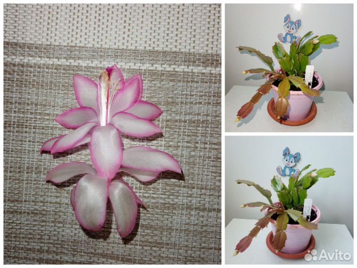 Шлюмбергеры с бутонами