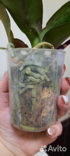 Phal.Hsin Bigbang. Цветущие
