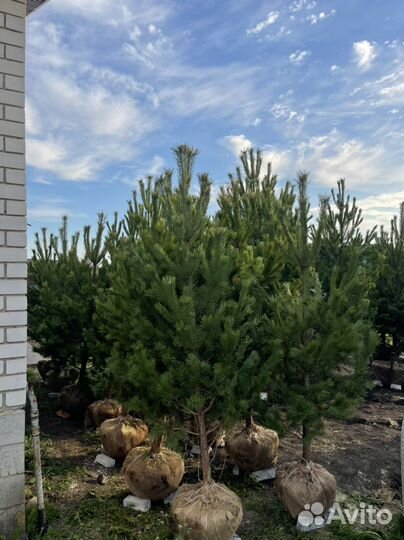 Сосна крупномер