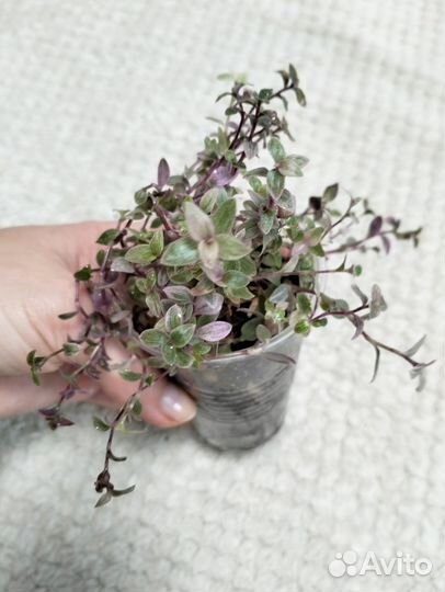 Растения по 150