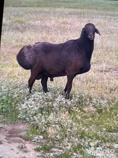 Курдючные бараны