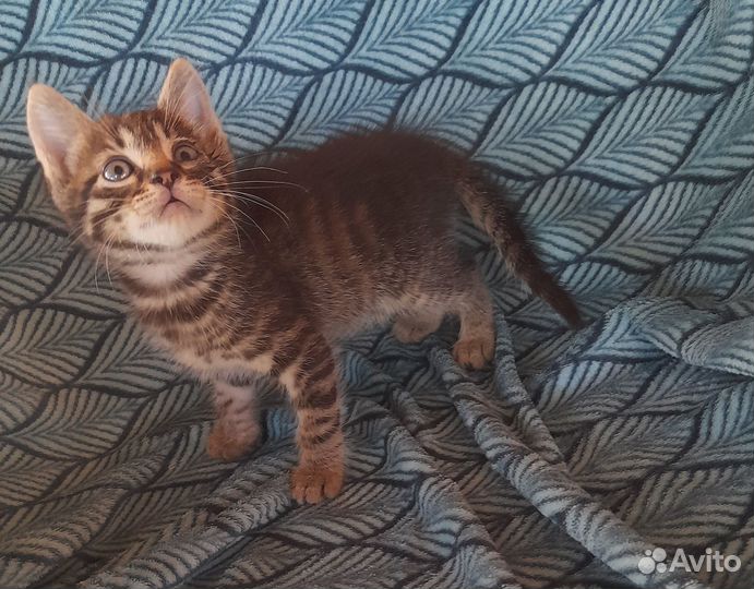 Маленькие котятки