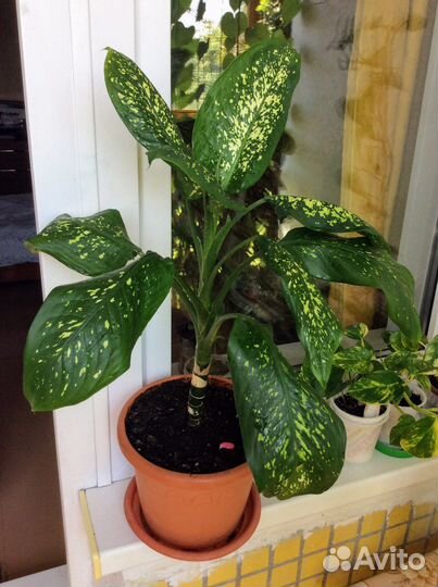 Диффенбахия