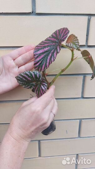 Бегонии Бреверимоза (brevirimosa) и другие