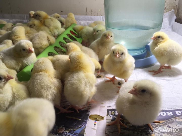 Бройлеры кобб 500 испания