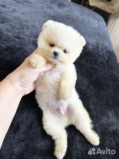 Мальчик Мишка в стрижке