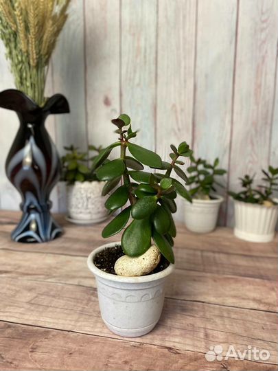 Садики с нефритовыми растениями