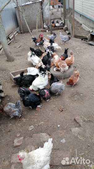 Инк. Яйцо амераукана, русская хохлатая