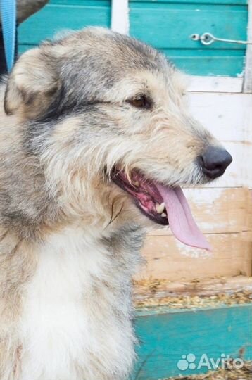 Послушный пес бесплатно в добрые руки