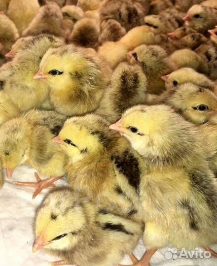 Цыплята бройлера и несушек. Инкубационное яйцо