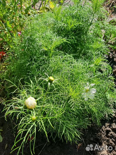 Космея, бархатцы, астры