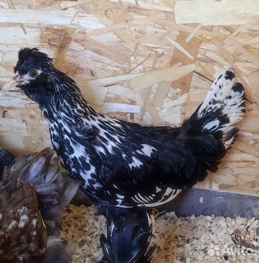 Петухи молоденькие