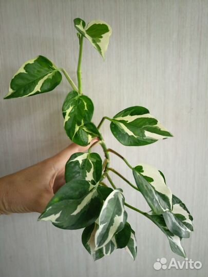 Эпипремнум Н-Джой